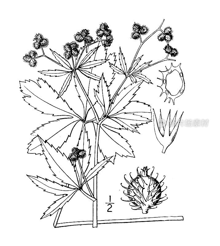 古植物学植物插图:加拿大Sanicula canadensis，短风格蛇根